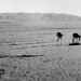 301 Donkeys, Salzawar Iran 1966