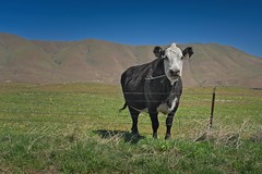Cow and Gorge 3474 A