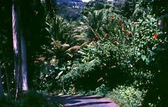 097 Road in Dominica 1966