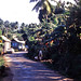 102 Road in Dominica 1966