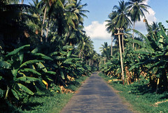 098 Road in Dominica 1966