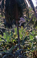 099 Boy climbing coconut palm Dominica 1966