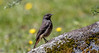 Rabirruivo-preto (Phoenicurus ochruros) Black Redstart, Lama Grande, Montesinho, Bragana, 2021-05-17