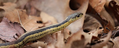 Garter Snake Along The Forest Floor