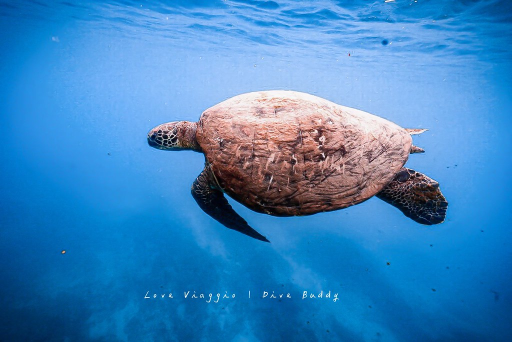 【小琉球】Dive Buddy自由潛水AIDA2（下）關於自由潛水Q&#038;A 第2、3天課程分享 @薇樂莉 Love Viaggio | 旅行.生活.攝影