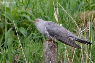Cuckoo - male