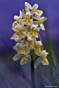 Fiore 125 _Daetylorhiza sambucina