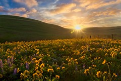 Wildflower Sunset 3220 A (Explored)