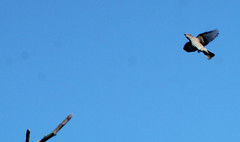 Spotted flycatcher, Muscicapa striata, Grå flugsnappare