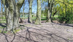 Trees and shadows at Haslam Park