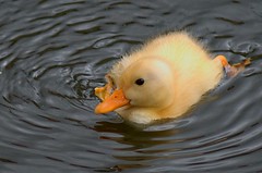 Custard coloured duckling