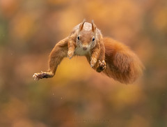 Eekhoorn / Red squirrel / Écureuil