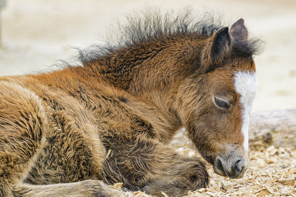 Tired Pony images