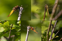 Dragonflies at a local wood