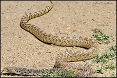 May 27, 2021 - A bull snake on the trail.  (Bill Hutchinson)