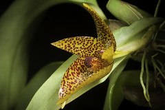 Bulbophyllum sanguineomaculatum 'Sulawesi' Ridl., J. Linn. Soc., Bot. 32: 265 (1896).