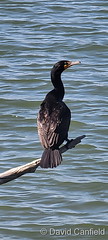 May 27, 2021 - A cormorant hanging out in Broomfield. (David Canfield)