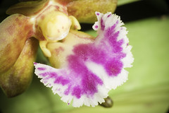 Vanda flabellata (Rolfe ex Downie) Christenson, Indian Orchid J. 1: 156 (1985).