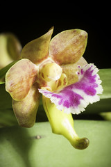 Vanda flabellata (Rolfe ex Downie) Christenson, Indian Orchid J. 1: 156 (1985).