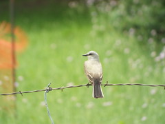 Western Kingbird, Timbers Nature Preserve, Murphy, Texas, June 3, 2021