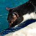The Harbour Cat is Fishing Fiskardo - Kefelonia - Greece Olympus OM-D EM1.2 & M.Zuiko 12-100mm F4 Zoom