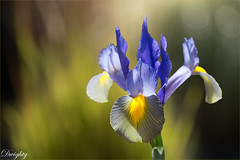 Irises are now growing in the garden.