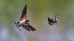 Friendly Banter - Barn Swallows - Hirundo rustica