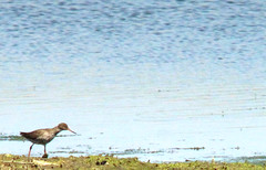 Common redshank, Tringa totanus, Rödbena