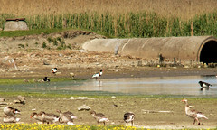Common shelduck, Tadorna tadorna, Gravand (and greylag and barnacle geese)