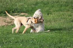 Visit with Runyon to Swift Run Dog Park (Ann Arbor, Michigan) - 156/2021 359/P365Year13 4742/P365all-time (June 5, 2021)