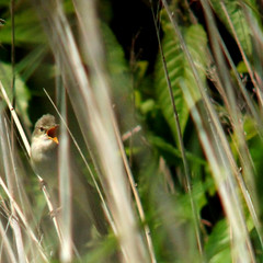 Eurasian reed warbler, Acrocephalus scirpaceus, Rörsångare