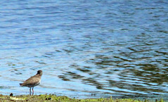 Common redshank, Tringa totanus, Rödbena