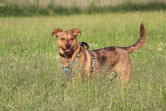Visit with Runyon to Swift Run Dog Park (Ann Arbor, Michigan) - 157/2021 360/P365Year13 4743/P365all-time (June 6, 2021)