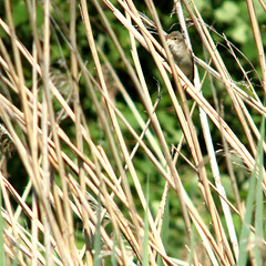 Eurasian reed warbler, Acrocephalus scirpaceus, Rörsångare