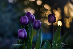 Purple Tulips at Sunset-744211