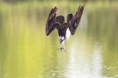 June 6, 2021 - Osprey dives for fish. (Tony's Takes)