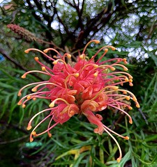 161/365 Grevillea ‘superb’ flower in a shrub.