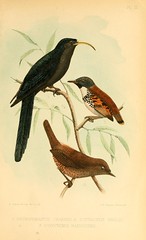 Anglų lietuvių žodynas. Žodis spotted antbird reiškia pastebėtas antbird lietuviškai.
