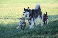 Visit with Runyon to Swift Run Dog Park (Ann Arbor, Michigan) - 161/2021 364/P365Year13 4747/P365all-time (June 10, 2021)