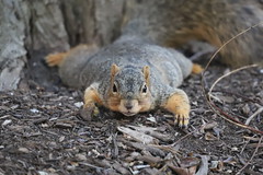 Fox Squirrels in Ann Arbor at the University of Michigan 162/2021 365/P365Year13 4748/P365all-time (June 11, 2021)