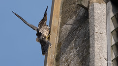 Peregrine Falcon (j) - Falco peregrinus
