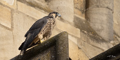 Peregrine Falcon (j) - Falco peregrinus