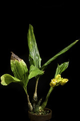 Acanthophippium mantinianum fma. aurea 'H・I' L.Linden & Cogn., J. Orchidées 7: 138 (1896).