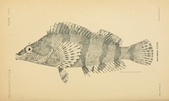 Anglų lietuvių žodynas. Žodis convictfish reiškia nuteistasis lietuviškai.