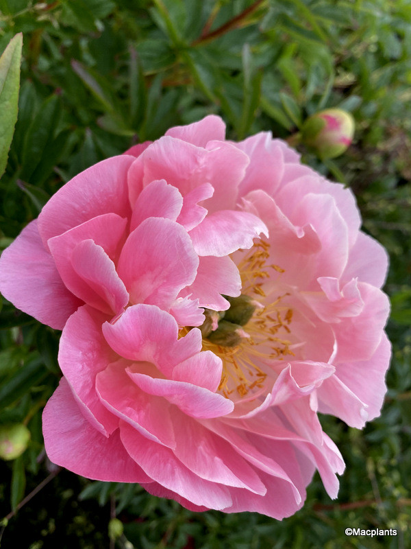 Paeonia 'Pink Hawaiian Coral'