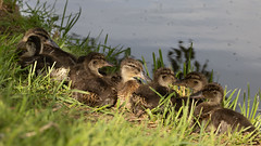 Ducklings by the canal