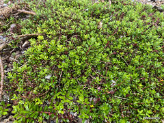 Salix hylematica