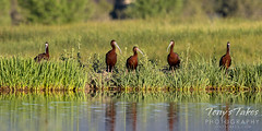 June 14, 2021 - White faced ibis at a pond. (Tony's Takes)