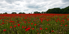Norfolk Poppy field