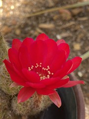 Cactus Red